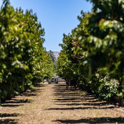 U Pick Orchards - U Pick Orchards Ranch 4 - Gilroy, CA