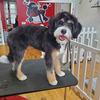 Details by Lisa - After - Pet Groomers Near Me - Boonton, New Jersey Details by Lisa - After - Pet Groomers Near Me - Boonton, New Jersey