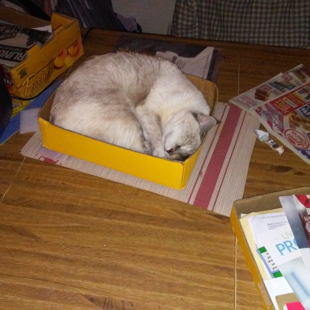 ..that's missy at 12-13 lbs and 18 y/o..she had been 18 lbs. in her prime.. ..that's missy at 12-13 lbs and 18 y/o..she had been 18 lbs. in her prime..