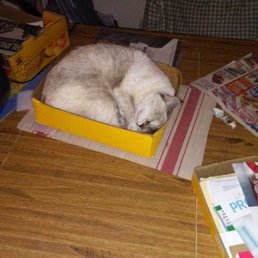 ..that's missy at 12-13 lbs and 18 y/o..she had been 18 lbs. in her prime.. ..that's missy at 12-13 lbs and 18 y/o..she had been 18 lbs. in her prime..