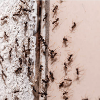 BugSquash Pest Control - Pest Control Near Me BugSquash Pest Control - Pest Control Near Me