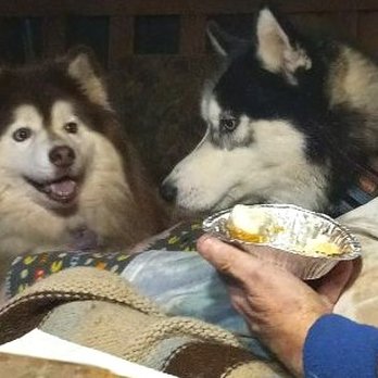 Fork It - Sharona Robicheaux and Grizzly Tai Moon hoping Daddy will fork some coconut cream pie their way - Sandwiches Near Me - Stockton, California Fork It - Sharona Robicheaux and Grizzly Tai Moon hoping Daddy will fork some coconut cream pie their way - Sandwiches Near Me - Stockton, California