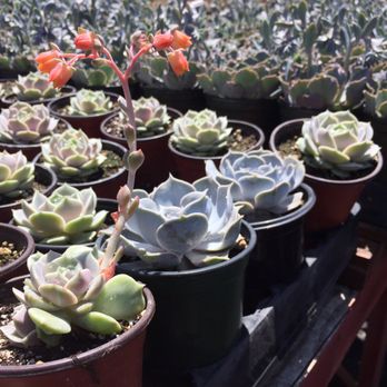 Toro Nursery - Nurseries & Gardening Near Me - Torrance, California Toro Nursery - Nurseries & Gardening Near Me - Torrance, California