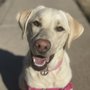Photo of Uniiquee Pet Services