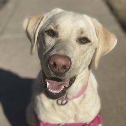 Uniiquee Pet Services