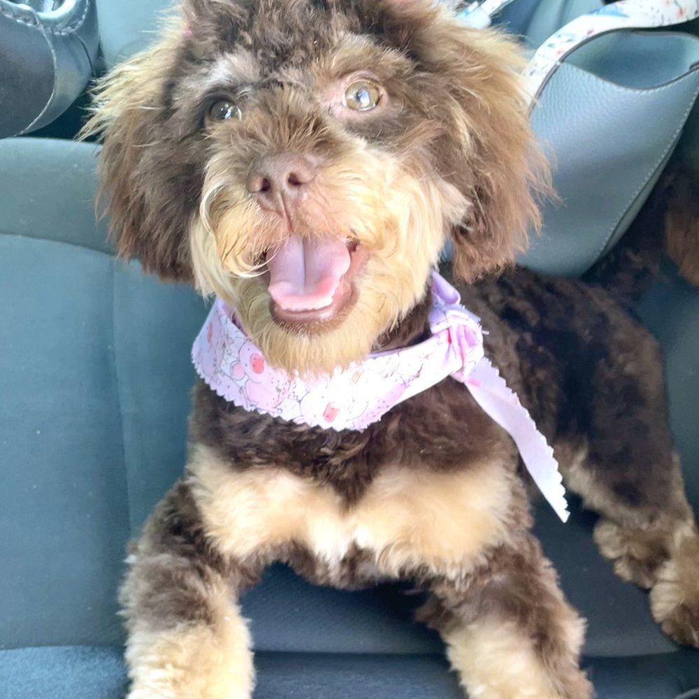 Paws At Main - Riverside - Coco from Watts , comes back happy - Pet Groomers Near Me - Riverside, California Paws At Main - Riverside - Coco from Watts , comes back happy - Pet Groomers Near Me - Riverside, California