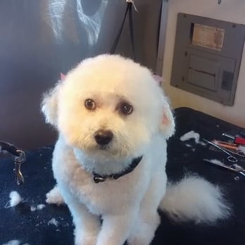 Fuzzy Hearts Grooming - Pet Groomers Near Me Fuzzy Hearts Grooming - Pet Groomers Near Me