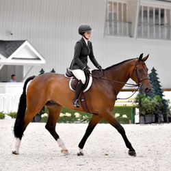 Switch Willo Stables
