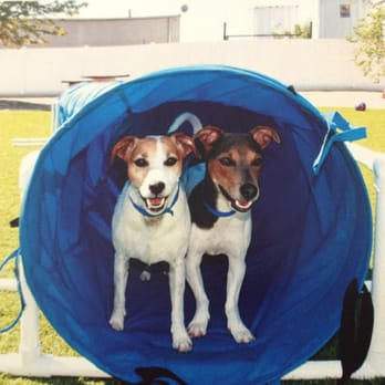 The Barkshire Resort For Paws - Pet Sitting Near Me - Troy, Michigan The Barkshire Resort For Paws - Pet Sitting Near Me - Troy, Michigan