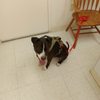 All Pets Animal Hospital gift card