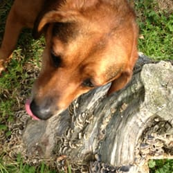 Blue Ash Nature Park - Are you "lichen" what you're seein?  Sorry.  Hound Dog humor.