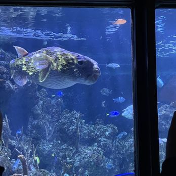 Seattle Aquarium - Sea life - Aquariums Near Me - Seattle, Washington