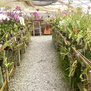 Seagrove Orchids - Orchids - Nurseries & Gardening Near Me - Seagrove, North Carolina