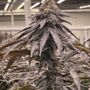 Photo of West Coast Cannabis Club - Indio