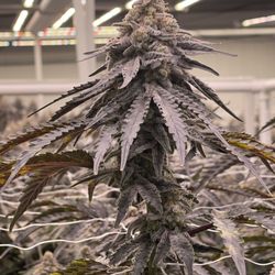 West Coast Cannabis Club - Indio
