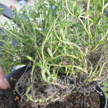 Gardening Express - Gardeners Near Me - Chelmsford, ESS
