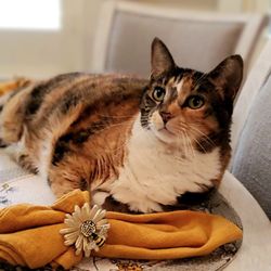 Promise Pet Care