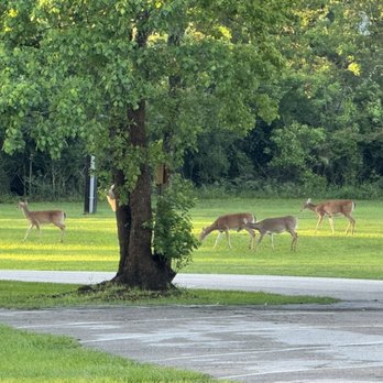 Tomball Country Club - Abundant wildlife. - Country Clubs Near Me - Tomball, Texas