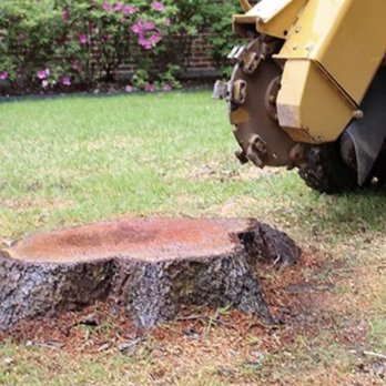 Best Tree Service Pros - Tree Services Near Me - Abilene, Texas
