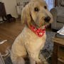 Photo of Groomingdales Dog Spa