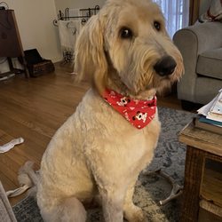 Groomingdales Dog Spa