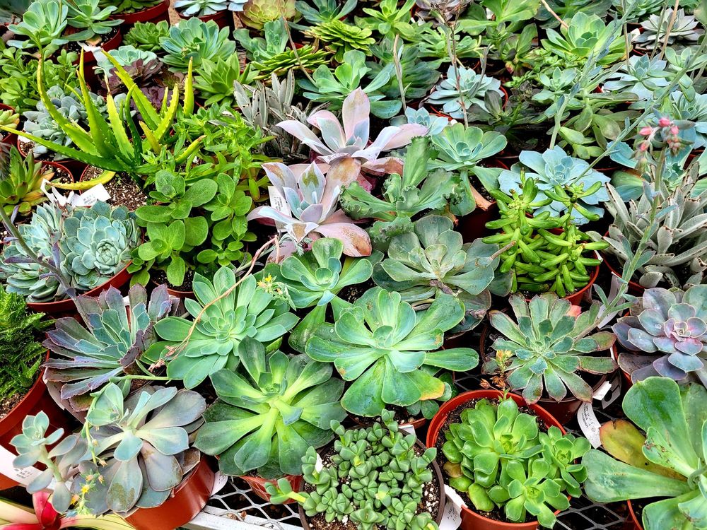 CALVERT’S PLANT INTERIORS Updated September 2024 51 Photos & 21