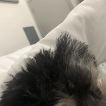 Dog City - Shows how uneven the cut was... - Pet Boarding Near Me - Dallas, Texas Dog City - Shows how uneven the cut was... - Pet Boarding Near Me - Dallas, Texas