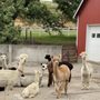 Photo of Irish Meadows Alpaca Farm