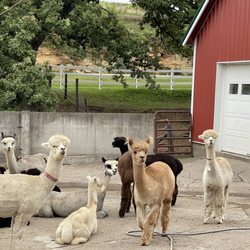 Irish Meadows Alpaca Farm