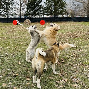 Paws-itive Results - Pet Boarding Near Me - Pleasant Grove, Utah