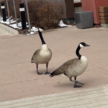 Grounds for Dismissal Coffee - Quack! (You walk too fast! Wait for me) rough translation - Coffee & Tea Near Me - Denver, Colorado