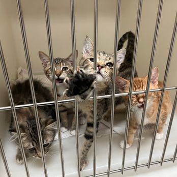 Wolf Creek Veterinary Hospital - Sammies kittens look like an album cover - Veterinarians Near Me - Grass Valley, California Wolf Creek Veterinary Hospital - Sammies kittens look like an album cover - Veterinarians Near Me - Grass Valley, California
