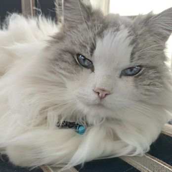 Vesta Veterinary - Sweet Wally. You'll be missed - Veterinarians Near Me Vesta Veterinary - Sweet Wally. You'll be missed - Veterinarians Near Me