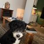 Best Furrends Mobile Grooming