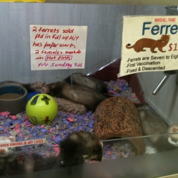 Pet Kingdom - Pet Stores Near Me - Las Vegas, Nevada