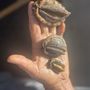 Big Island Abalone