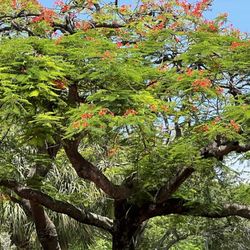 Poinciana tree.
