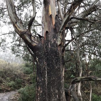 San Pedro Valley Park - Lots of Blue Gem Eucalyptus Trees - Parks Near Me - Pacifica, California