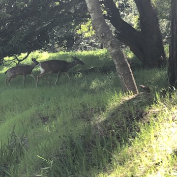 Fort Ross Vineyard Tasting Room - Deer on the property!! - Wine Tours Near Me - Jenner, California Fort Ross Vineyard Tasting Room - Deer on the property!! - Wine Tours Near Me - Jenner, California