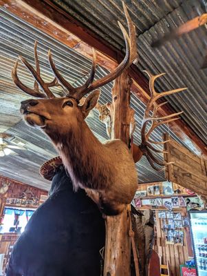 Hill Country BBQ by null