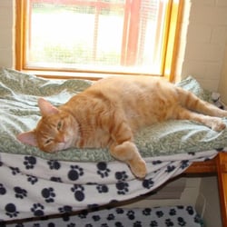 The Royal Pets Hotel And Spa