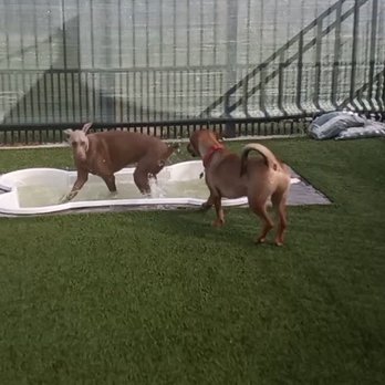 Pawtown Pet Resort - Pet Boarding Near Me - Spring, Texas Pawtown Pet Resort - Pet Boarding Near Me - Spring, Texas