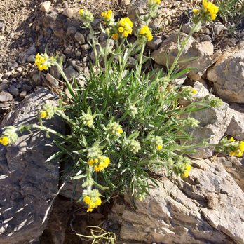 Turtlehead Peak - Hiking Near Me - Las Vegas, Nevada