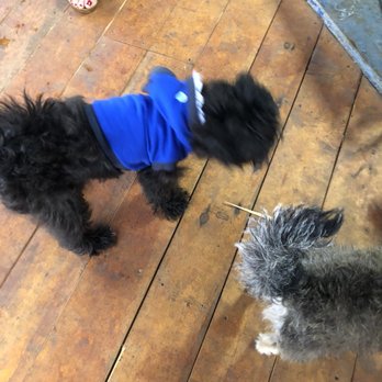 Brunos Place - Pet Groomers Near Me - Dallas, Texas Brunos Place - Pet Groomers Near Me - Dallas, Texas