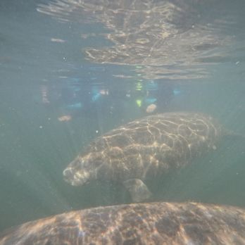 Salty Siren Tours and Charters - Swimming with manatees - Snorkeling Near Me - Crystal River, Florida Salty Siren Tours and Charters - Swimming with manatees - Snorkeling Near Me - Crystal River, Florida