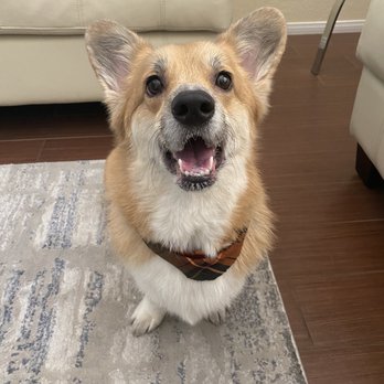 Sirius Pet Styling - Pet Groomers Near Me - Las Vegas, Nevada Sirius Pet Styling - Pet Groomers Near Me - Las Vegas, Nevada