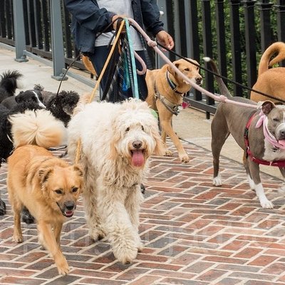 Dog Walking - What else do dogs love besides their humans and treats? Going on walks! Dogs store their energy and it builds up, leading to boredom and potential chewing and tearing! Plush Bark is here to cure their boredom and help them use their energy!

30 Minutes: $25
60 Minutes: $42
15 Minutes: $16 (for seniors, dogs with physical health problems and toy breeds only)

Rates include up to 2 dogs. Each additional dog is $5. Walks scheduled on holidays are $10 more.