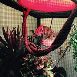 San Angelo Nature Center - Chameleon!