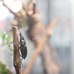 Victoria Butterfly Gardens - Beetle
