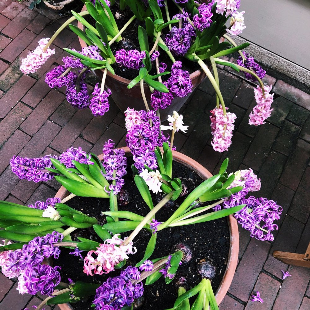 Gartine - Adorable flower pots outside - Breakfast & Brunch Near Me - Amsterdam, New Hampshire Gartine - Adorable flower pots outside - Breakfast & Brunch Near Me - Amsterdam, New Hampshire